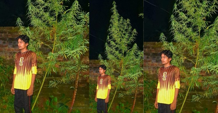 বিরামপুরে ১২ ফুট উচ্চতার গাঁজার গাছসহ আটক ১